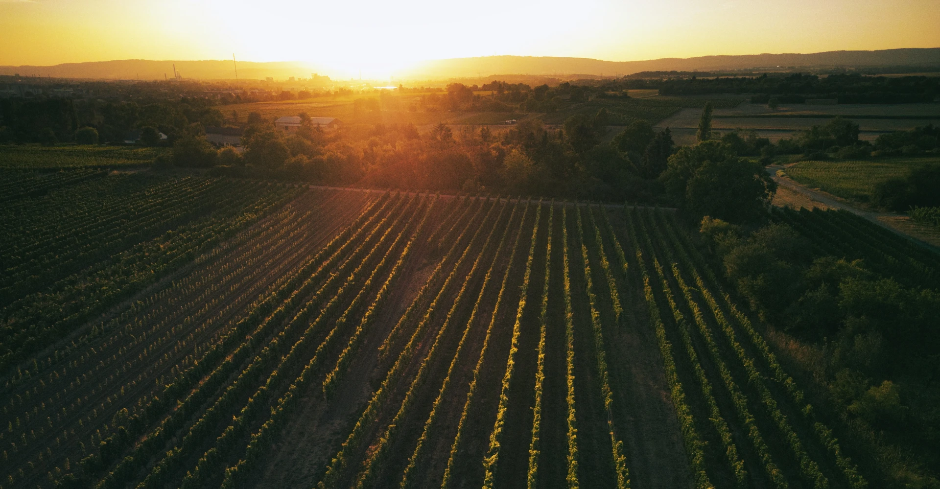 Luftaufnahme von Weinberg bei Sonnenuntergang.